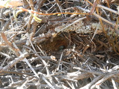 Cercotrichas coryphoeus