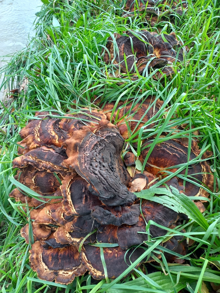 Meripilus giganteus · May 2025 · photo: © meurkc (iNaturalist, cc-by)