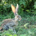 Antelope Jackrabbit - Photo (c) Francisco Farriols Sarabia, some rights reserved (CC BY), uploaded by Francisco Farriols Sarabia
