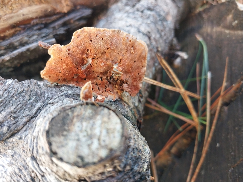 Trametes coccinea · May 2025 · photo: © kiwialli (iNaturalist, cc-by)