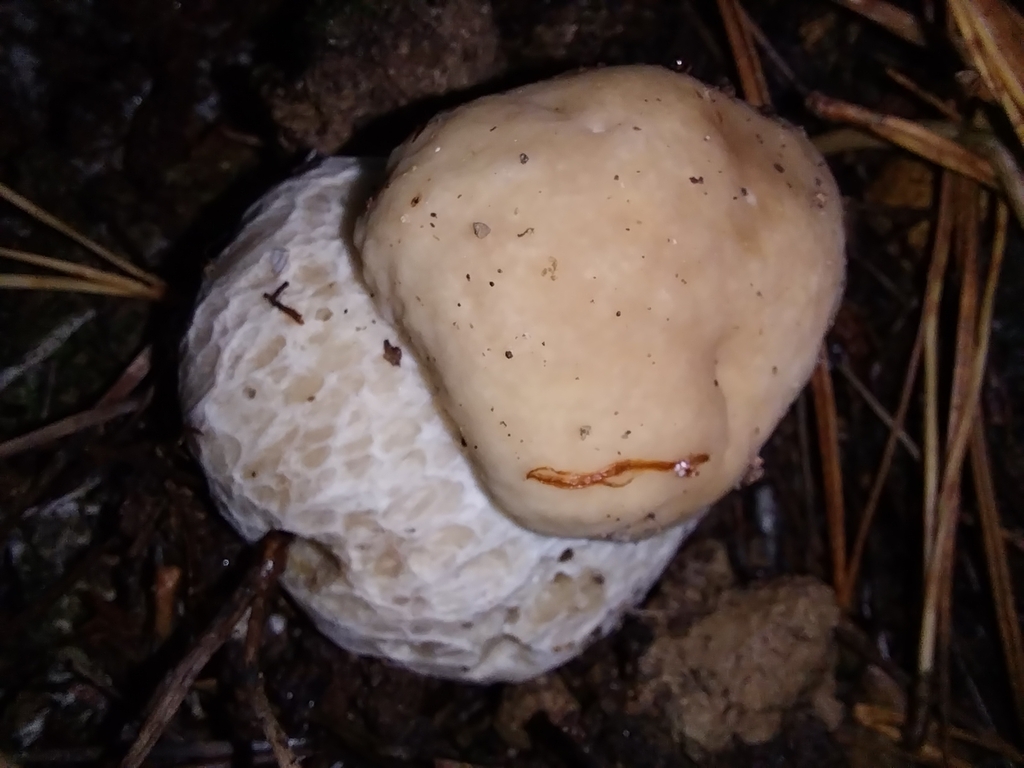 Boletus edulis · May 2025 · photo: © kiwialli (iNaturalist, cc-by)