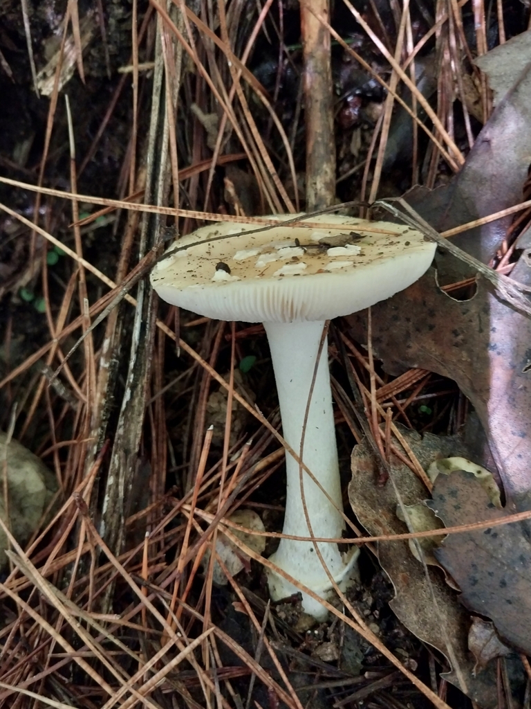 Amanita junquillea · May 2025 · photo: © kiwialli (iNaturalist, cc-by)