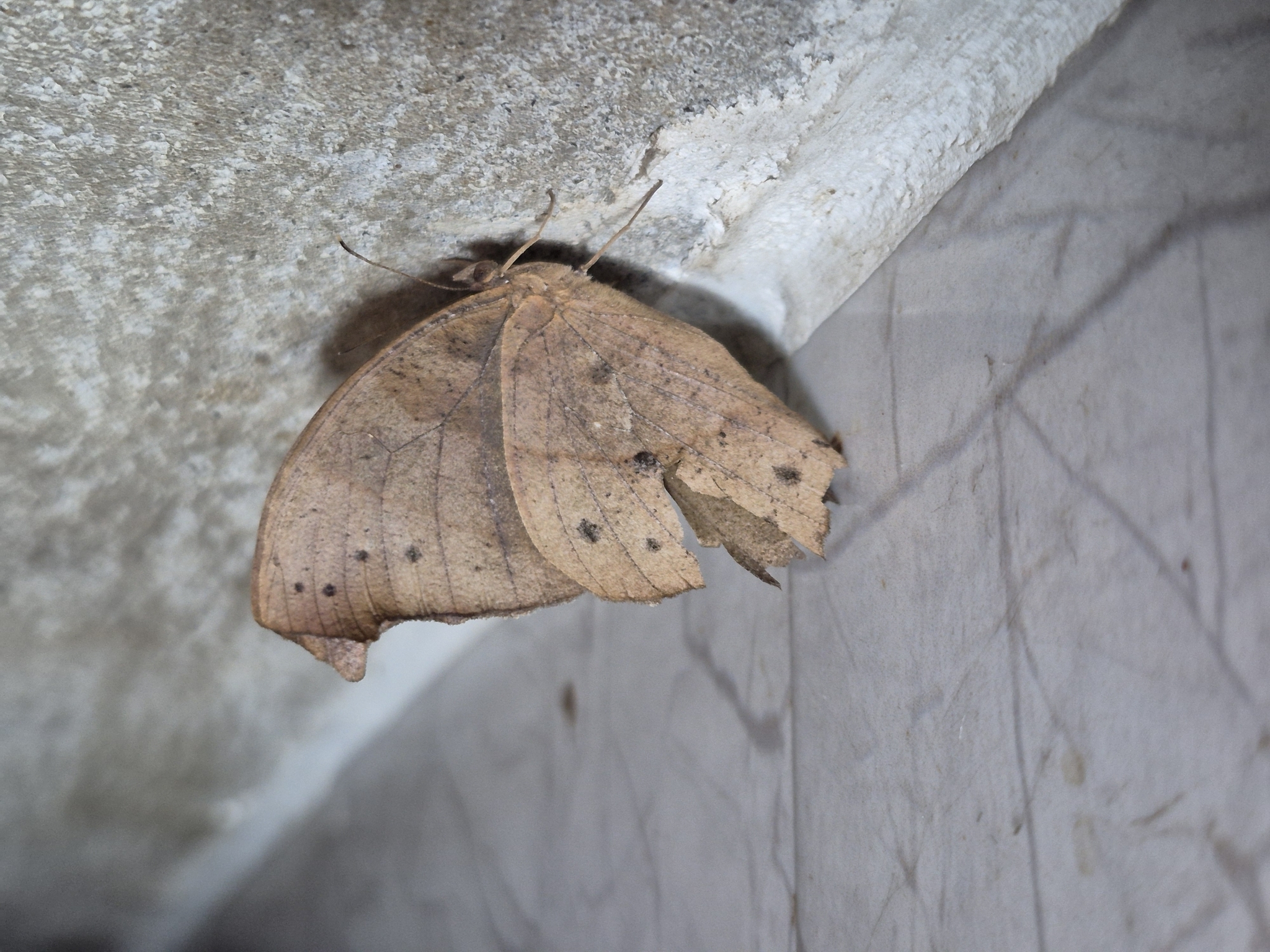 Common Evening Brown