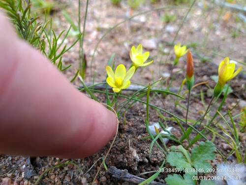 Image of Geissorhiza platystigma by (c) Seth Musker, some rights reserved (CC BY)
