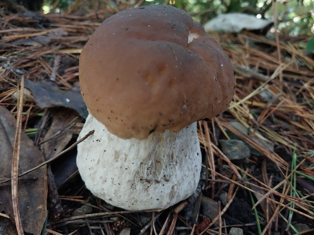 Boletus edulis · May 2025 · photo: © kiwialli (iNaturalist, cc-by)