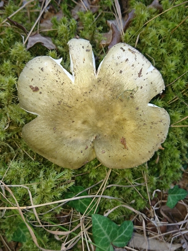 Russula heterophylla — (c) Jose Castro, some rights reserved (CC BY)