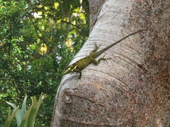 Anolis equestris