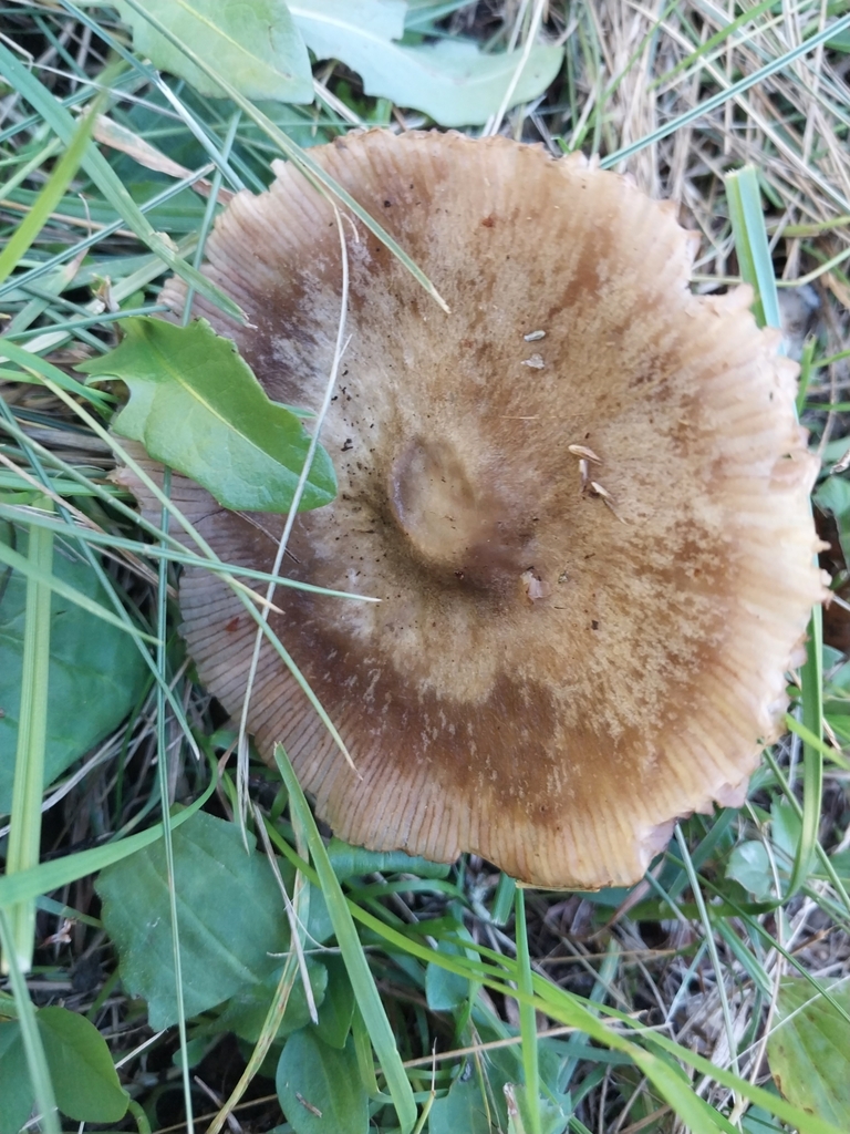Volvopluteus gloiocephalus · May 2025 · photo: © kiwialli (iNaturalist, cc-by)