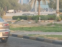 Acridotheres tristis