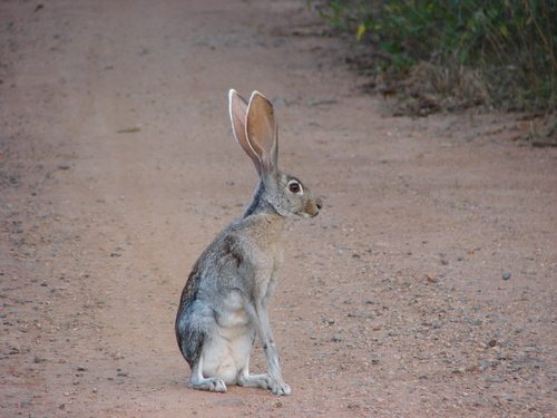 Antelope Jackrabbit