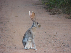 Lepus alleni