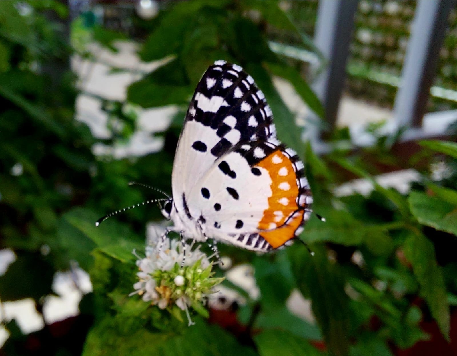 Red Pierrot