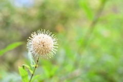 Cephalanthus salicifolius