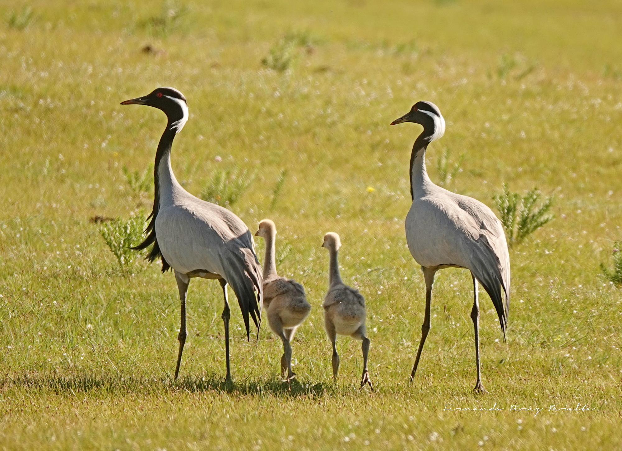 Demoiselle Crane