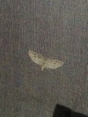 Parapoynx allionealis