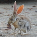 Lepus alleni palitans - Photo (c) Francisco Farriols Sarabia, some rights reserved (CC BY), uploaded by Francisco Farriols Sarabia