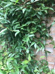 Trachelospermum jasminoides