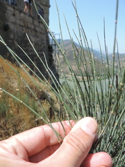 Ephedra procera