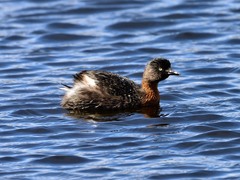 Poliocephalus rufopectus