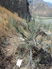 Ephedra procera