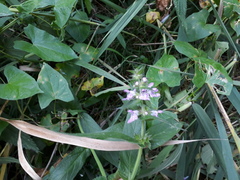 Stachys palustris