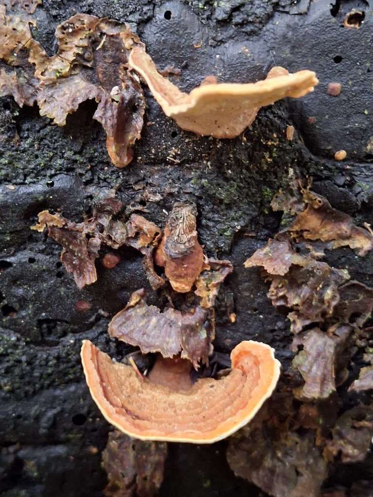 Stereum ostrea · May 2025 · photo: © andymckay (iNaturalist, cc-by)