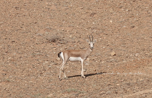 Goitered Gazelle (Gazella subgutturosa)