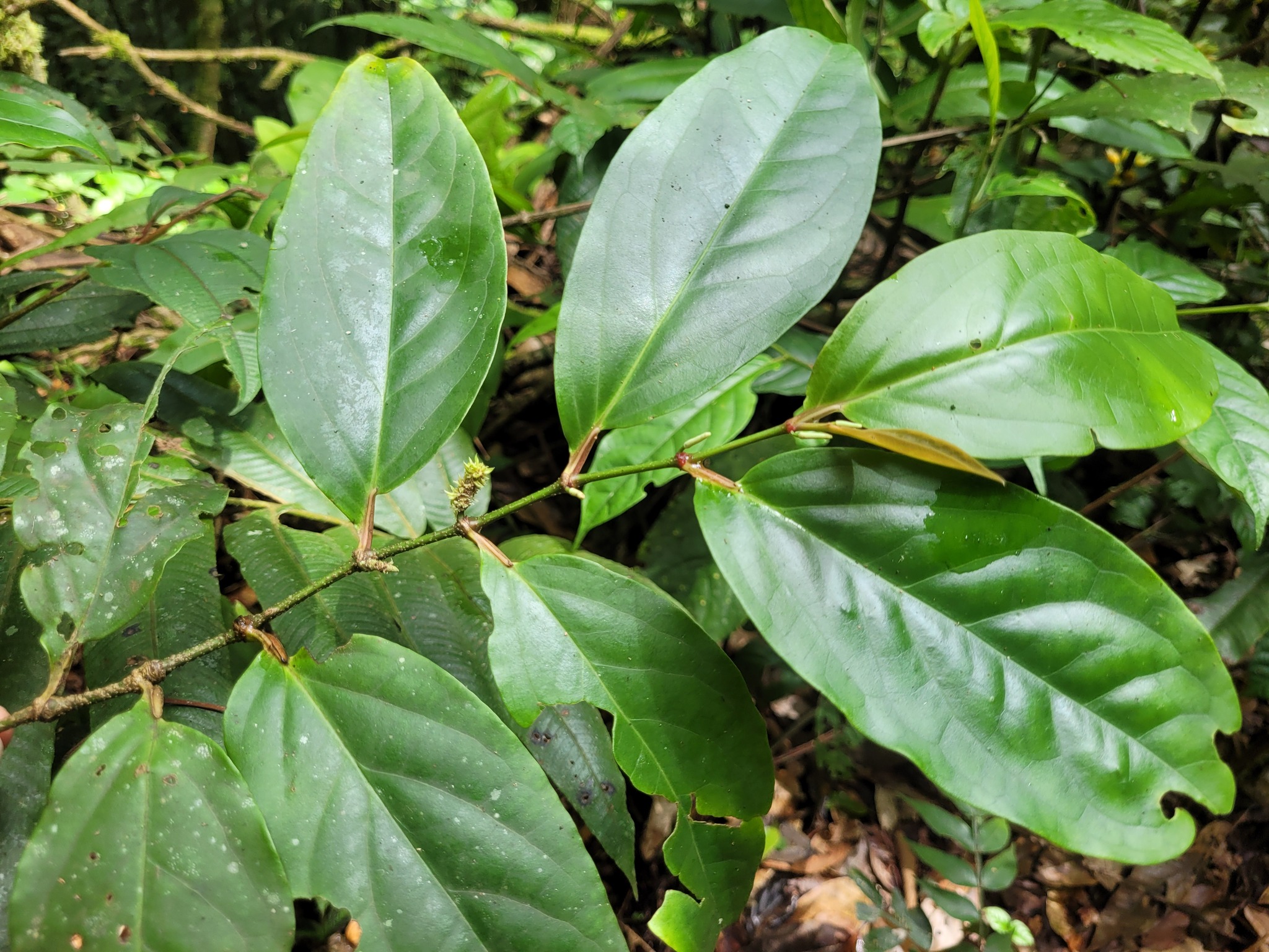 Imagem de Pimenta-de-macaco