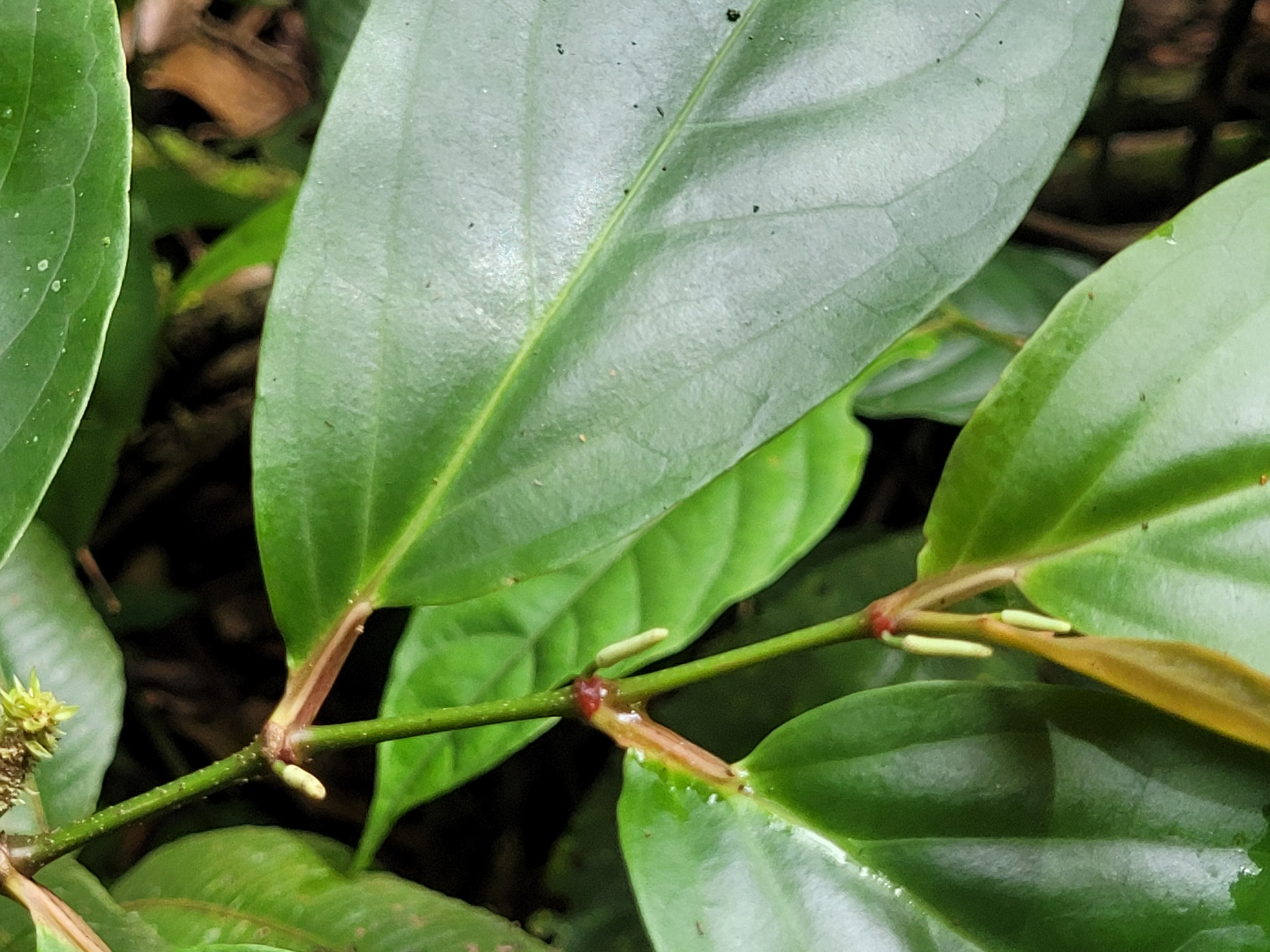 Imagem de Pimenta-de-macaco