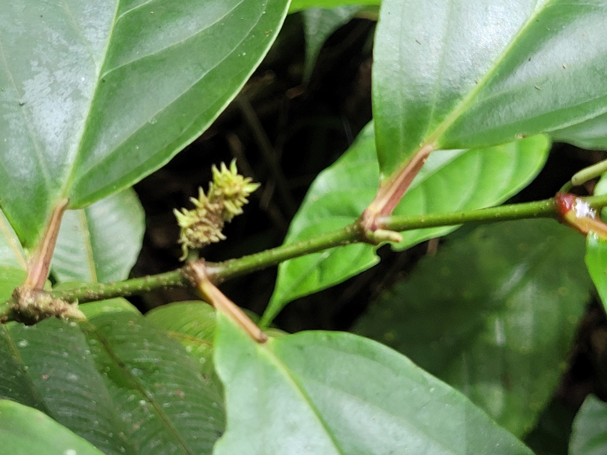 Imagem de Pimenta-de-macaco