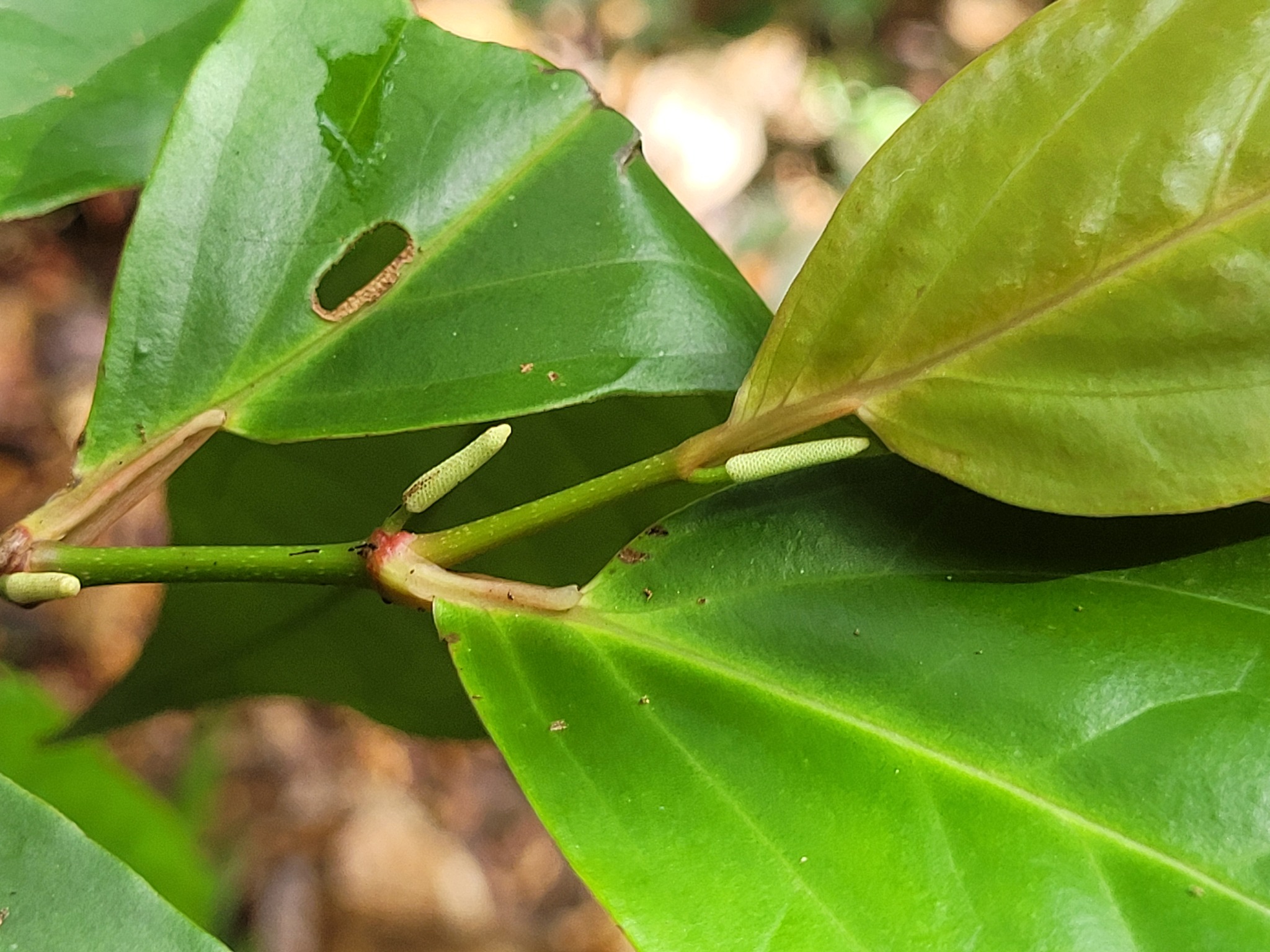 Imagem de Pimenta-de-macaco