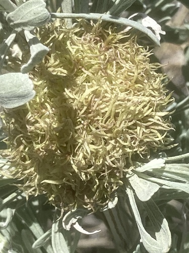 Unknown species found near Hell's Half Acre Trails, Bingham County, ID, USA