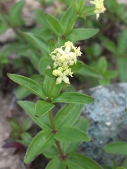 Galium oreganum