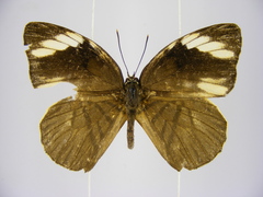 Hewitsonia congoensis