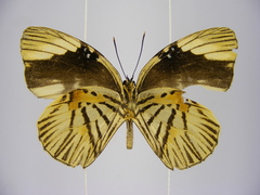 Hewitsonia congoensis