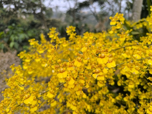Image of Oncidium sphacelatum by (c) Victor De la Cruz, some rights reserved (CC BY)