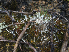 Thamnolia vermicularis vermicularis