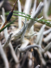 Thamnolia vermicularis vermicularis