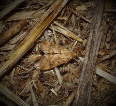 Tegostoma comparalis