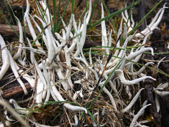 Thamnolia vermicularis vermicularis