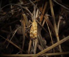 Tegostoma comparalis