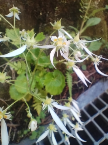 Saxifraga nipponica iNat (1)