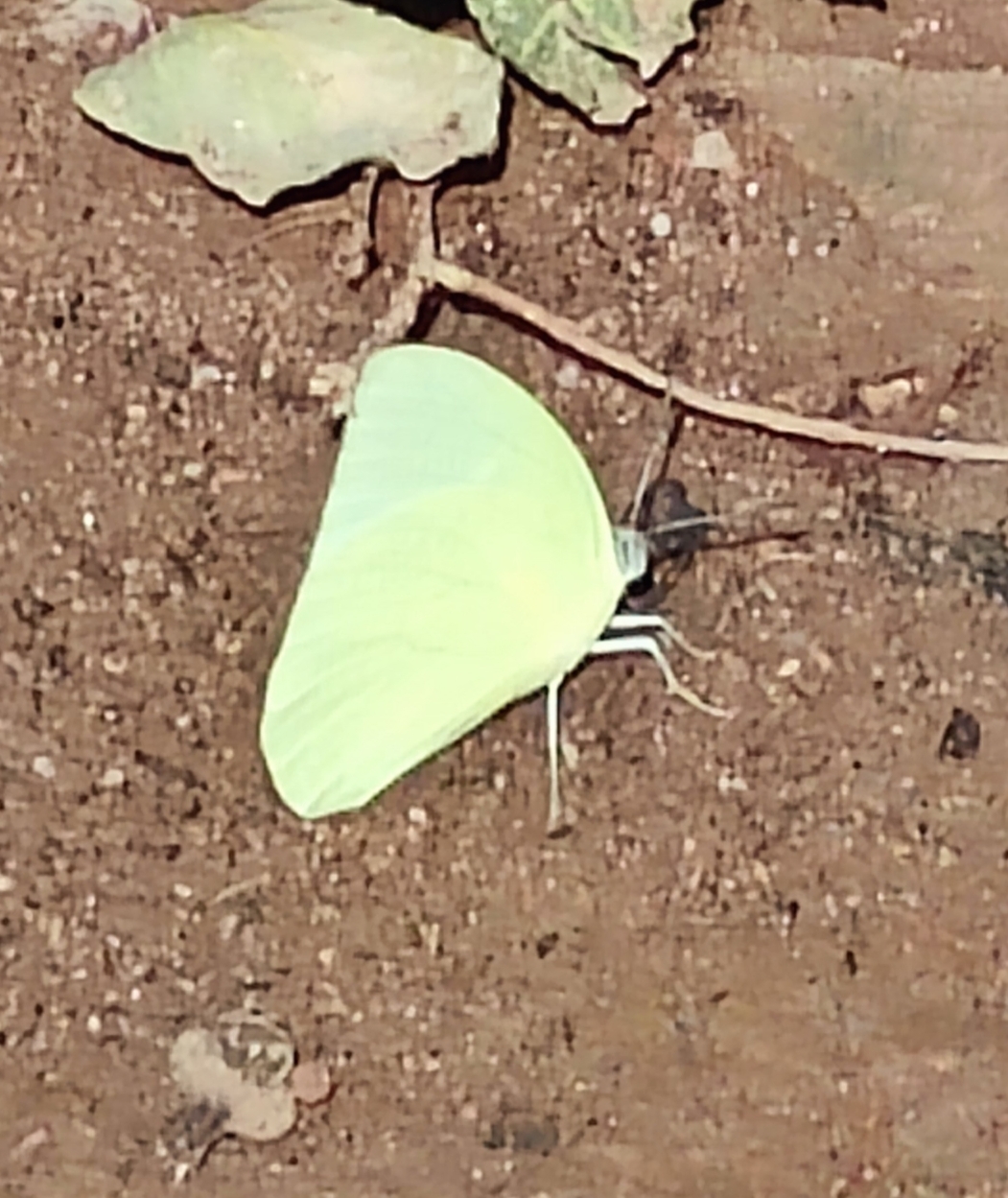 Lemon Emigrant