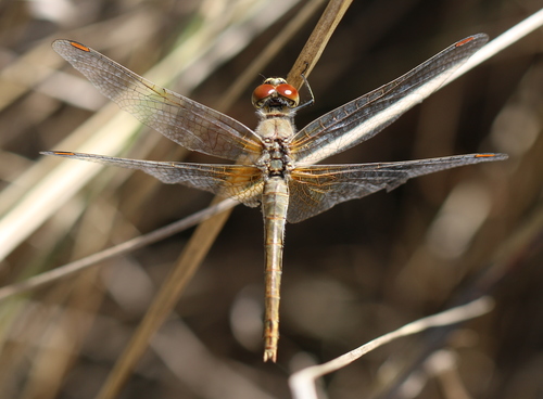 Yellow-winged Darter