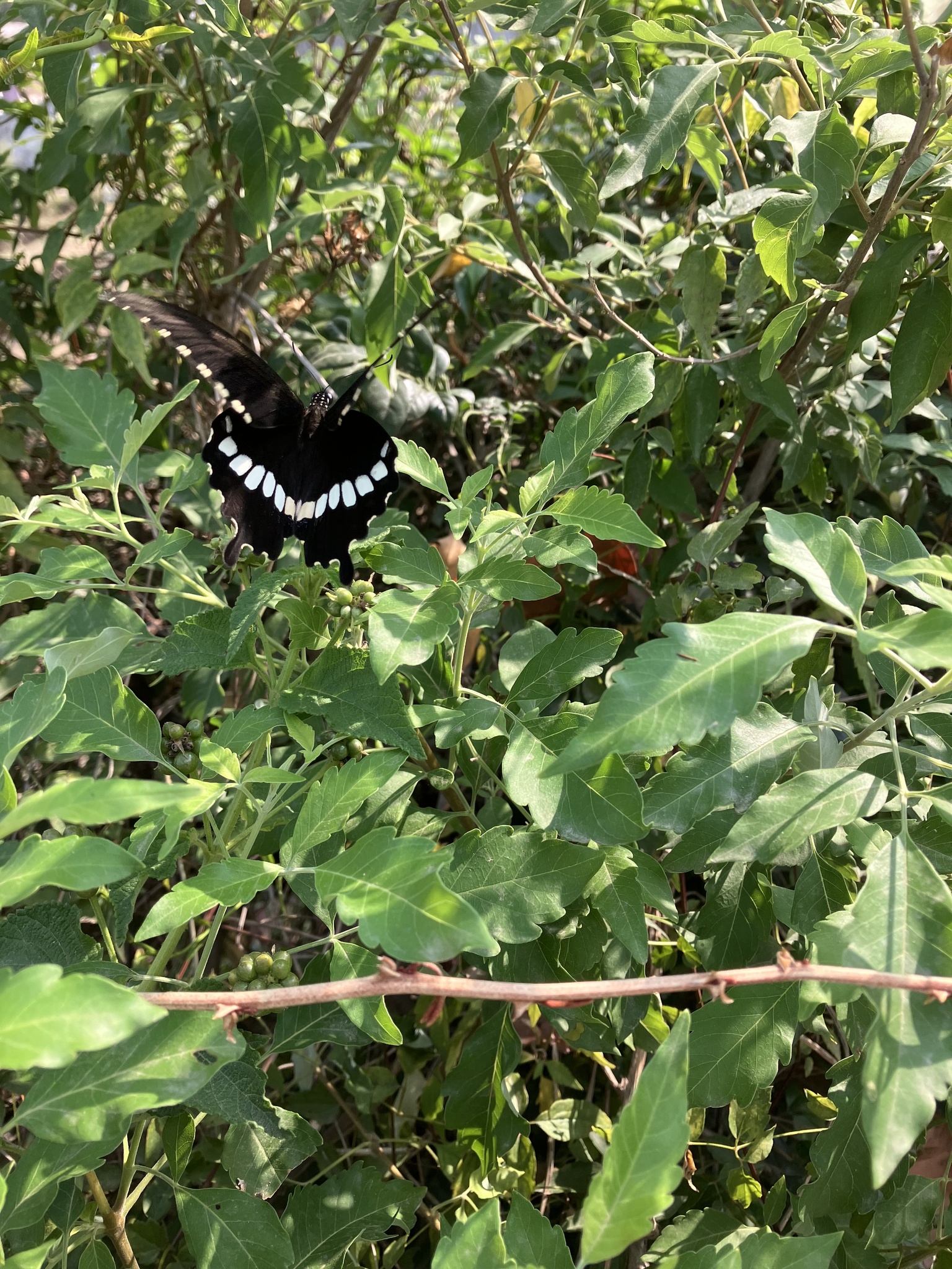 Common Mormon
