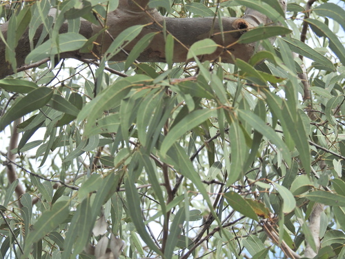 Image of Eucalyptus bancroftii by (c) Scott W. Gavins, some rights reserved (CC BY)