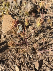 Cordylanthus ramosus