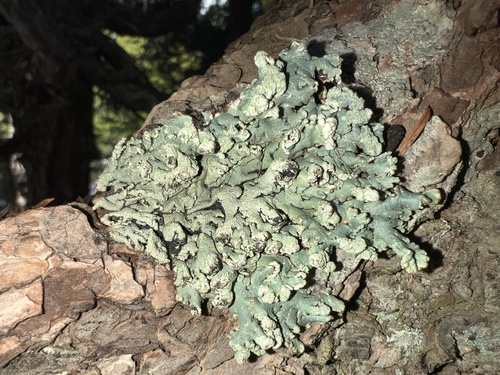 Hypogymnia bitteri, 2025-05-02