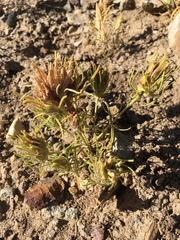 Cordylanthus ramosus