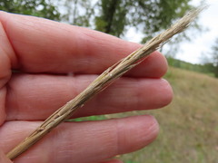 Elymus glaucus glaucus